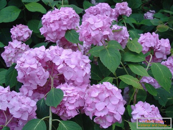Fiori viola pallido di ortensia sono grandi foglie che decorano qualsiasi giardino.