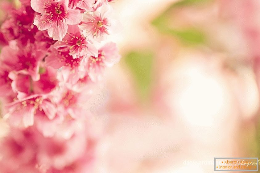 Foto colorata di fiori rosa
