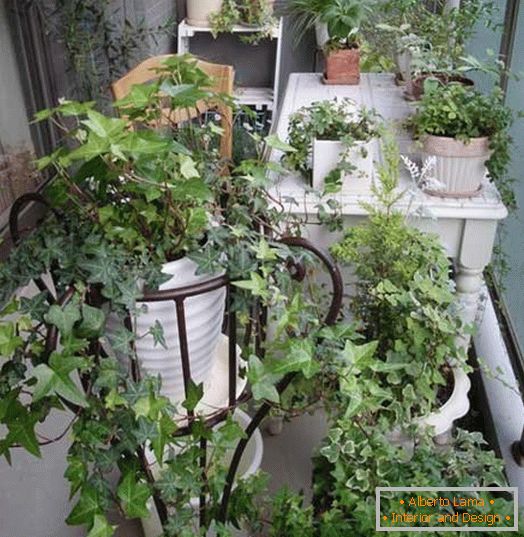 Piccolo giardino на маленьком балконе