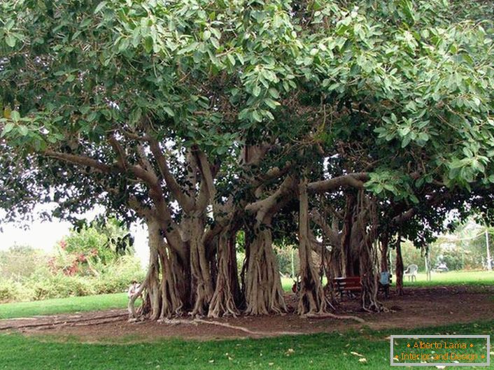 Il ficus del Bengala è un albero appartenente alla famiglia di Tutov, cresce nei paesi caldi dell'India, Thailandia, Sri Lanka, Bangladesh. In condizioni favorevoli, o artificiali, il ficus bengalese raggiunge dimensioni enormi a causa delle radici aeree cadenti dai tronchi orizzontali dell'albero. Le radici scendono e se non appassiscono mettono radici, dando all'albero di espandersi in larghezza. La circonferenza della corona di un tale albero può raggiungere i 600 metri.