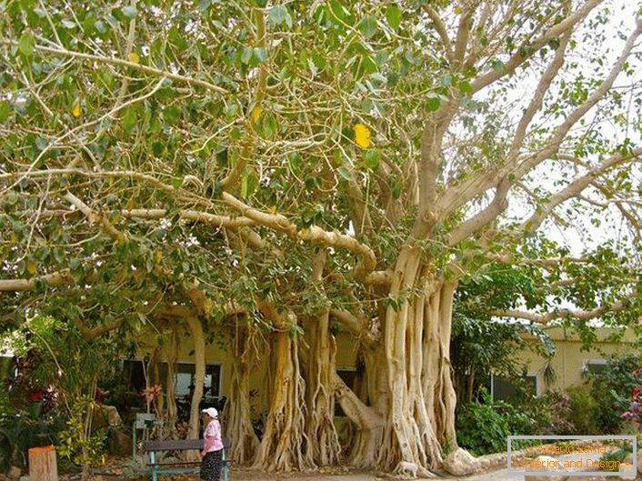 In Tailandia, il ficus è considerato un albero sacro e come un simbolo è raffigurato sulle braccia del paese.