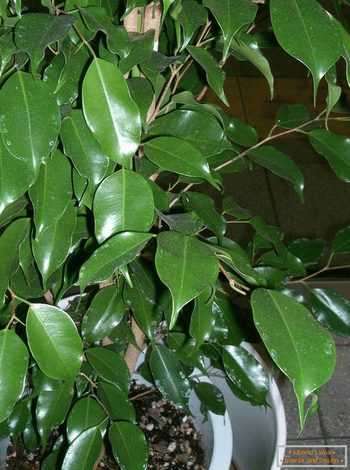 Ficus Benjamin. Una pianta simile a un albero da cui gli amanti faticano a formare bonsai (l'arte di coltivare alberi nani a scopo decorativo).