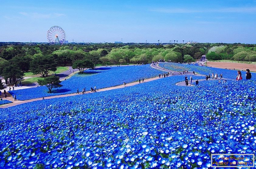 Un affascinante campo di fiori nel parco giapponese