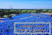 Campi blu ipnotici in Hitachi-Seaside Park, Giappone