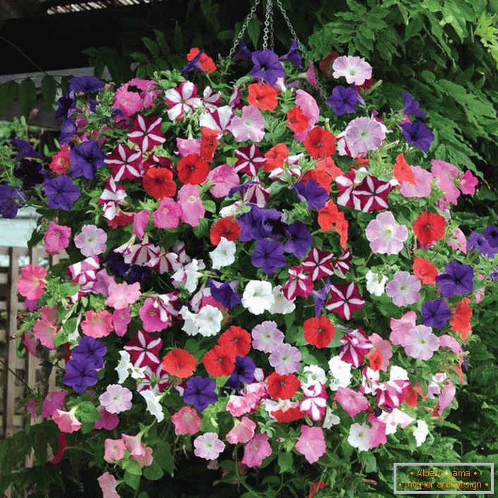 Sfera multicolore originale di petunie sospesa in un vaso di fiori. 