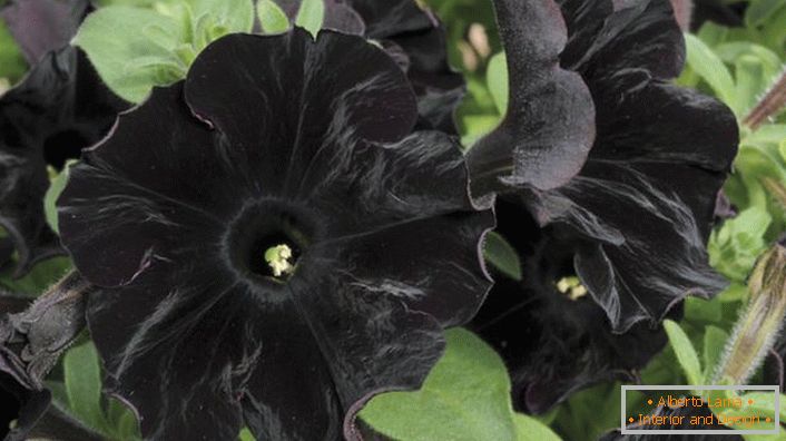 Aristocratico Petunia di colore nero Black Velvet.