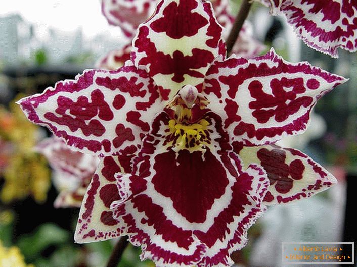Orchidea ornamentale
