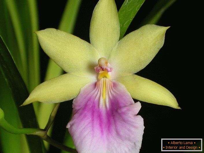 Primo piano dell'orchidea