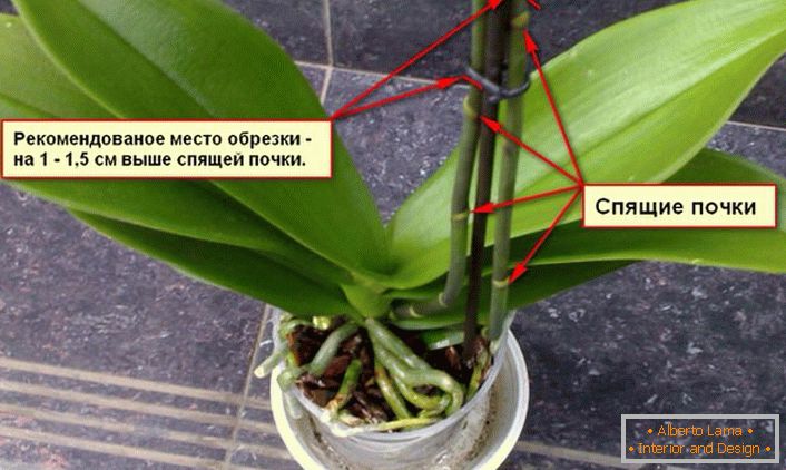 Raccomandazioni per tagliare un cespuglio di orchidee.