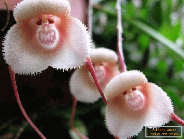 Orchidea dalle rive dell'Amazzonia
