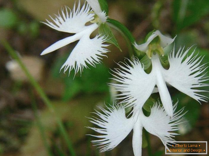 Un fiore sorprendentemente inusuale che ricorda una cicogna bianca. L'orchidea è giapponese.