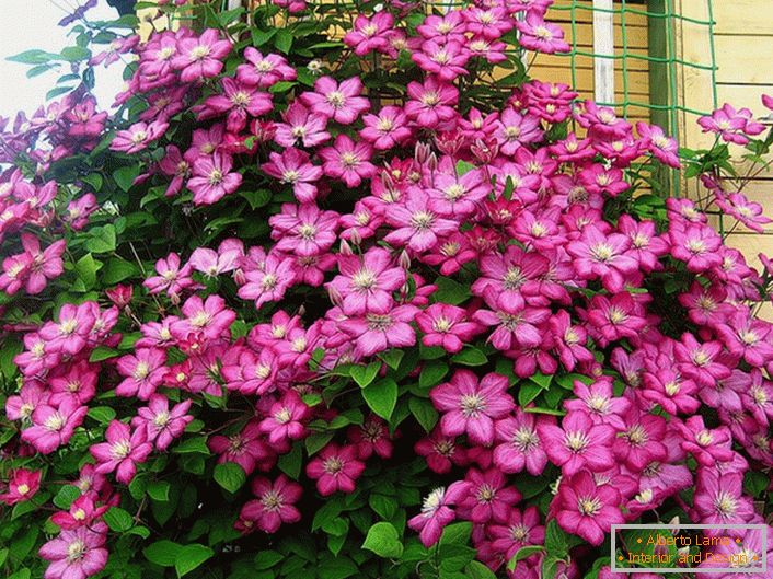Clematis colore rosa brillante decora l'angolo della villa. Fiore preferito dei moderni residenti estivi. 