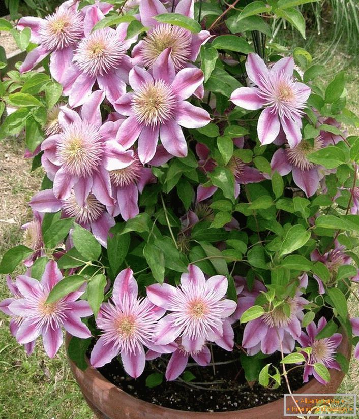 Clematis ordina Nelly Moser.