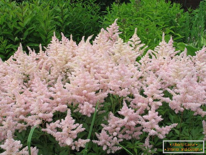 Molte delle varietà di Astilba saranno un ornamento di un giardino di fiori ombreggiato nell'area del giardino e vicino al bacino.