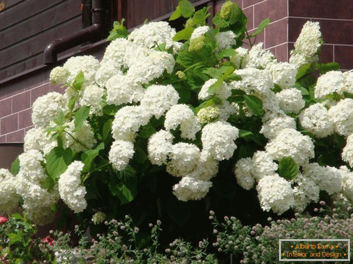 I residenti estivi apprezzano l'ortensia per la fioritura rigogliosa con grandi boccioli.