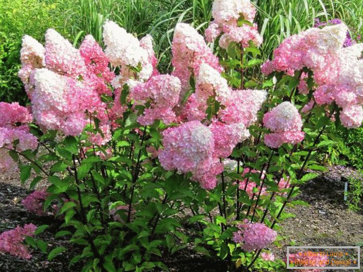 I residenti estivi apprezzano l'ortensia per la fioritura rigogliosa con grandi boccioli.