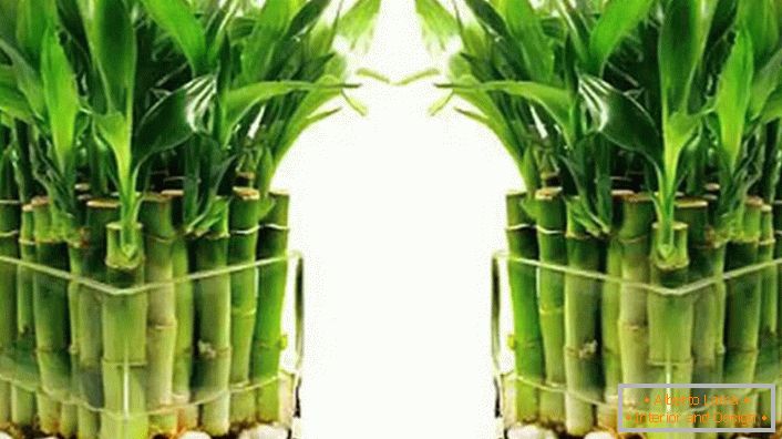 Dracaena Sander può crescere senza terra, proprio nell'acqua. 