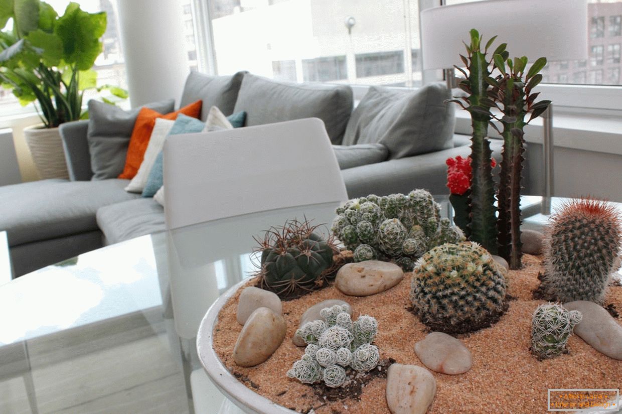 cactus в интерьере квартиры