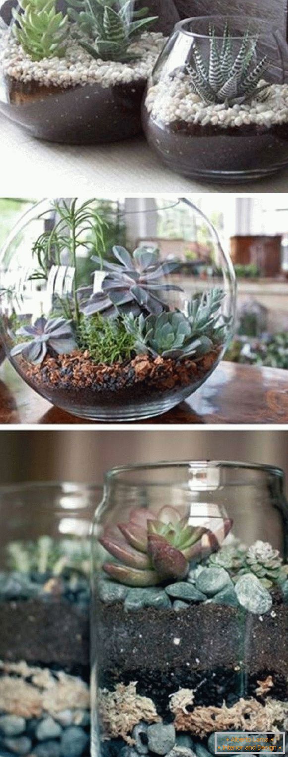 Piante in vaso in vasi trasparenti