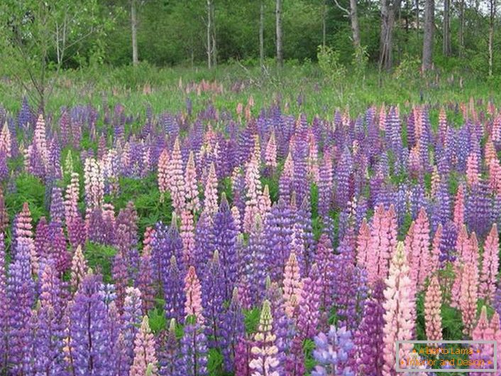 Lupin Wildly Growing