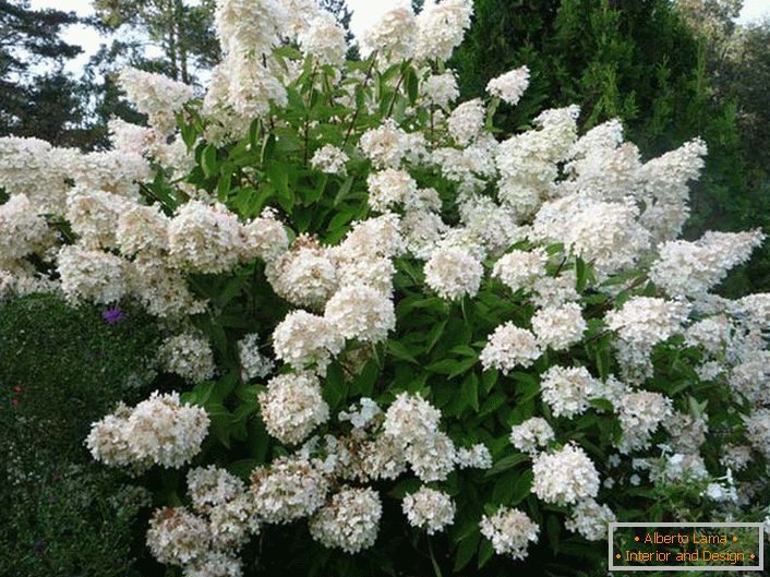 Hortensia paniculate - un arbusto alto e rigoglioso per i tuoi campi.
