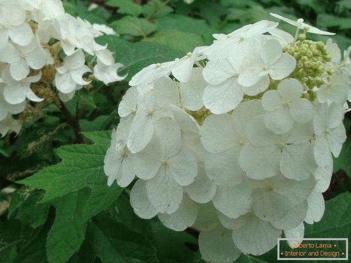 I fiori di ortensia bianchi come la neve sono di quercia. 