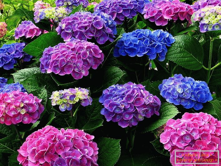 Infiorescenza multicolore di ortensie. Fiori blu, rosa e viola si intrecciano armoniosamente l'uno con l'altro.