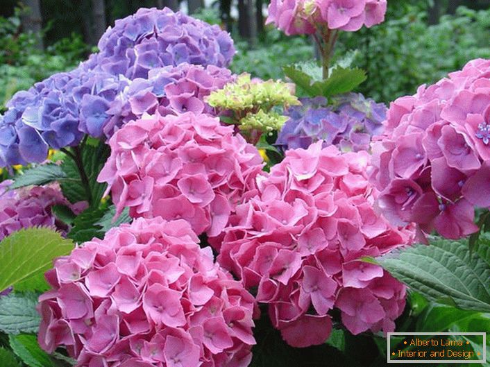 Le infiorescenze rosa pallido e viola pallido sono le preferite dai giardinieri moderni.
