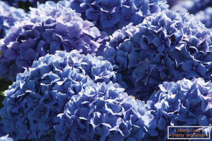 I fiori viola delle ortensie da giardino sono raccolti in voluminose e rigogliose infiorescenze di forma arrotondata.