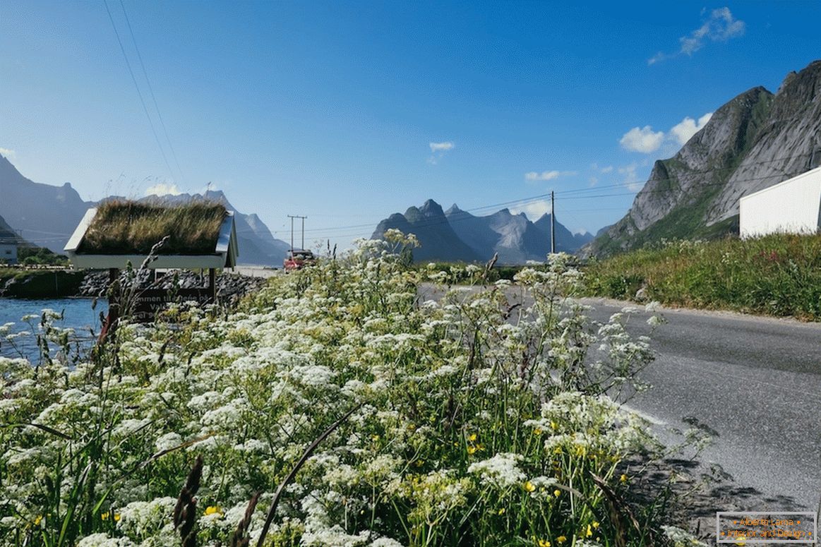 Bei campi di fiori in Norvegia