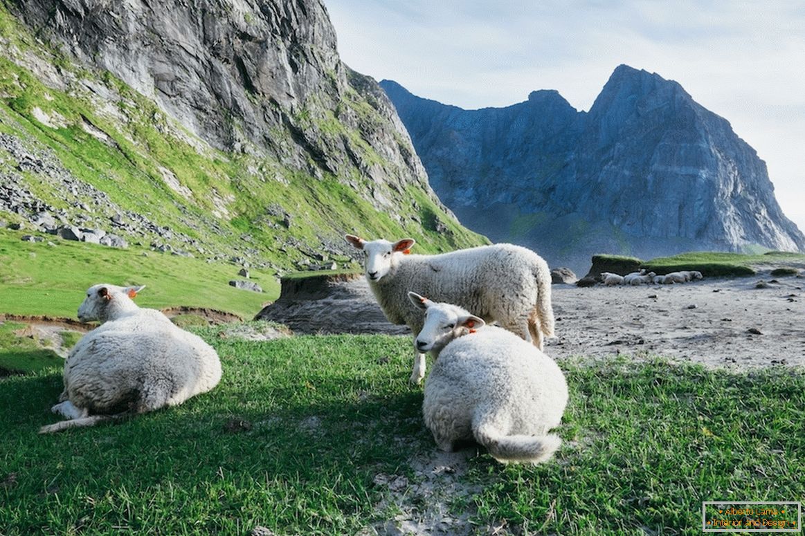 Gregge di pecore nelle montagne della Norvegia