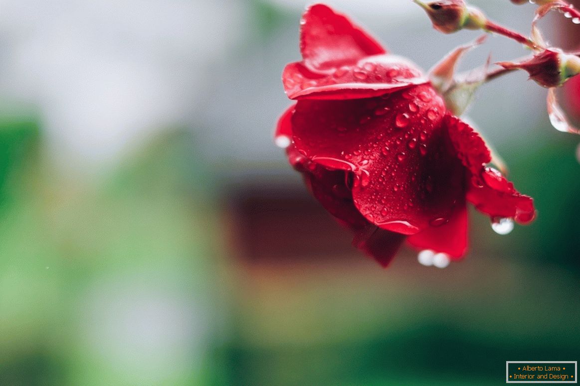 Rose dopo la pioggia