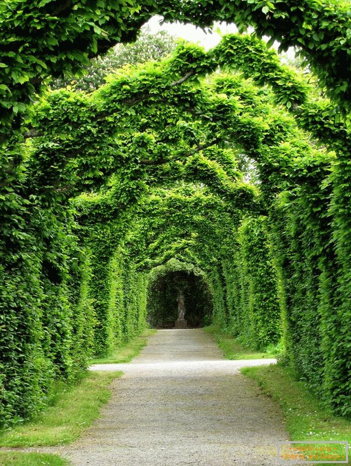 Arco vivente di trecento anni dalla residenza in bosso del clan Ross - Birr Castle, Irlanda. Questo è qualcosa che non può essere comprato per soldi.