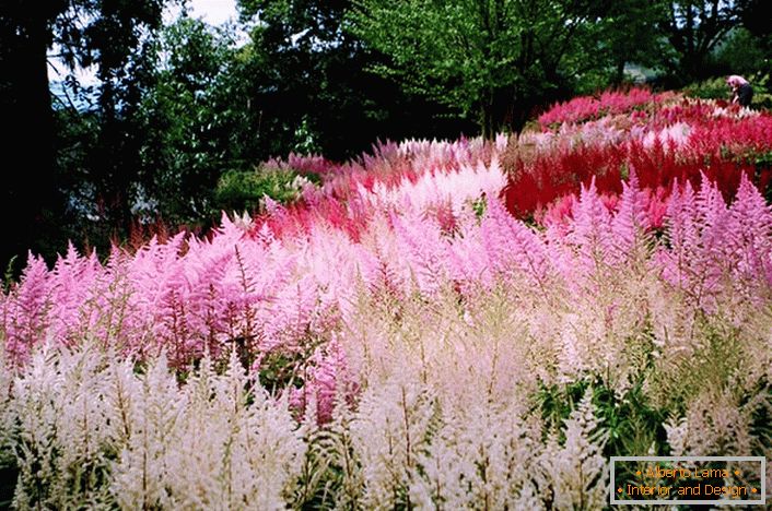 Infiorescenze di cremisi bianco, rosa e brillante si fondono armoniosamente nel quadro generale del design del paesaggio.
