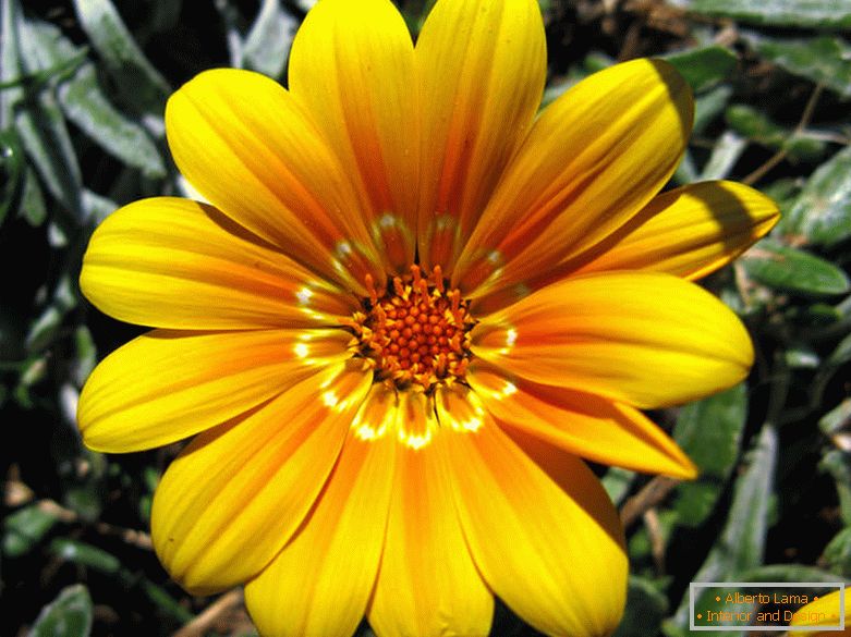 Delicato fiore giallo