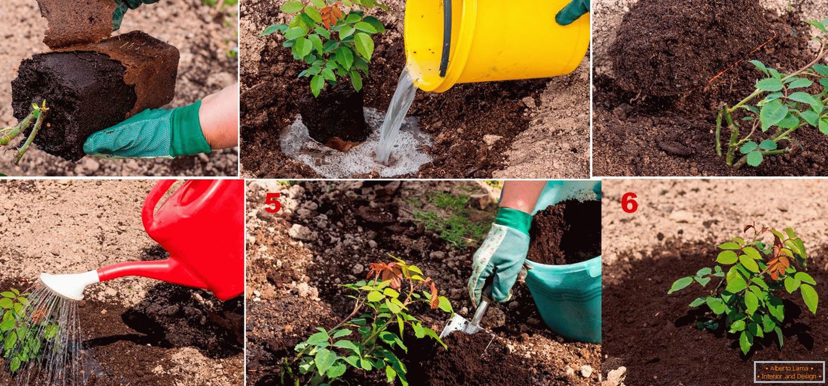 Piantare una rosa nel giardino