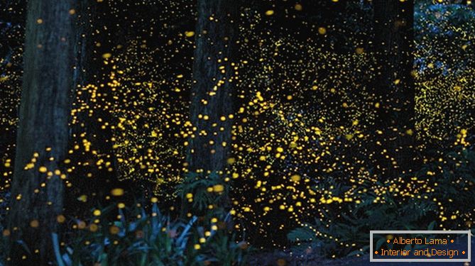 Favolose lucciole dorate del fotografo giapponese Yuki Karo