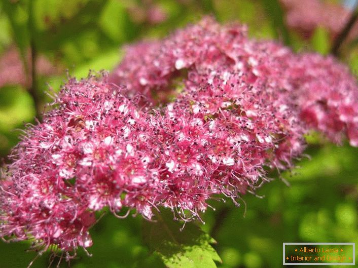 Gemma di spirea viola brillante ricoperta di neve del Goldmound giapponese.