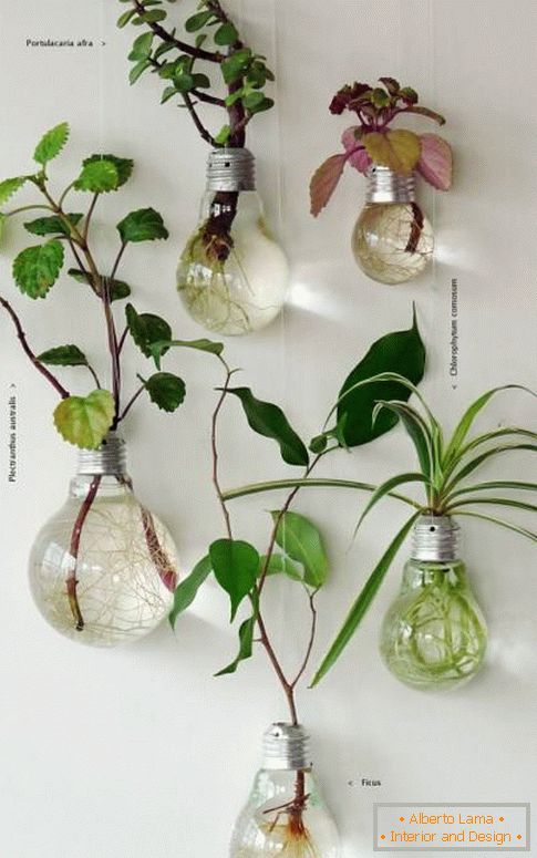 Quanto è interessante mettere piante da appartamento