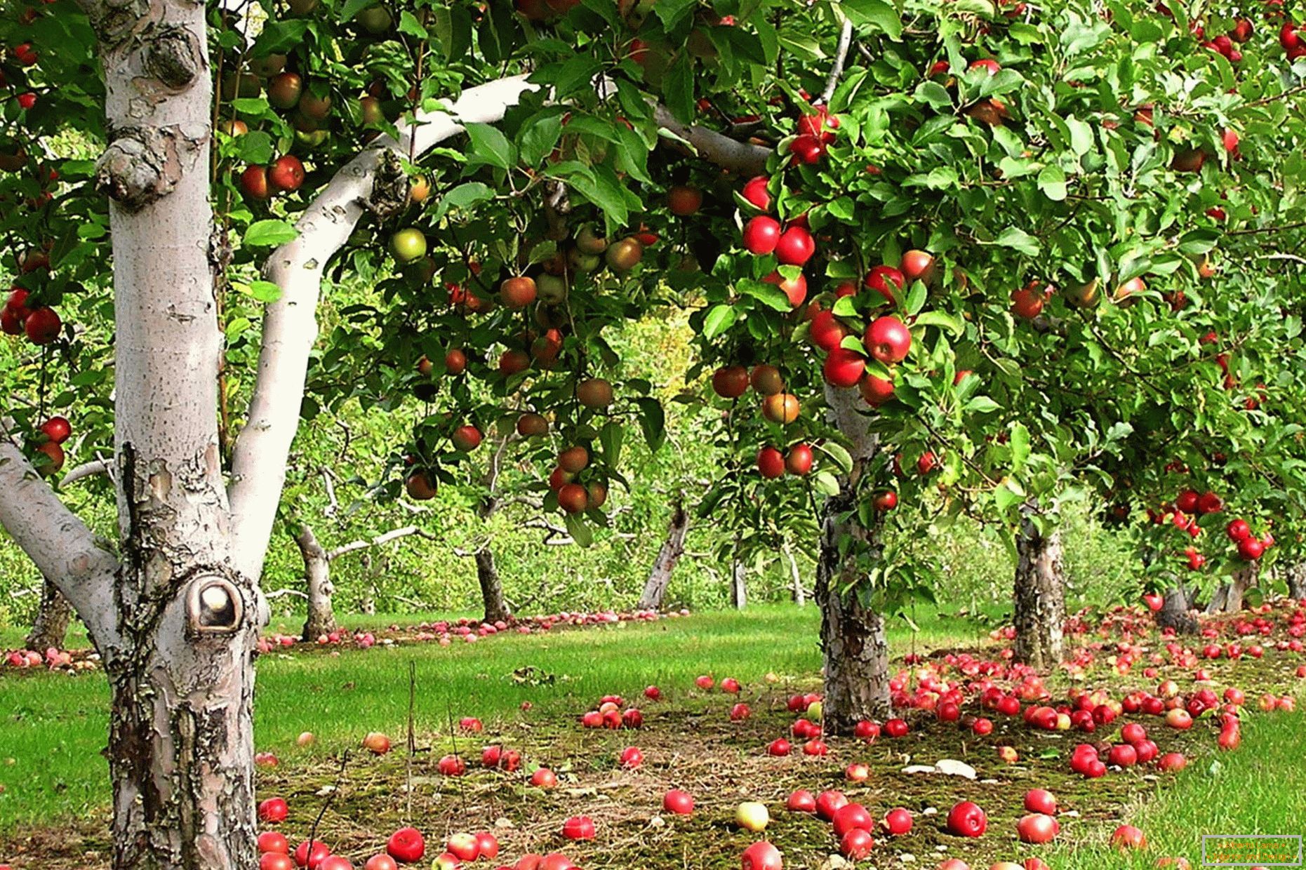 Giardino di melo nel paese