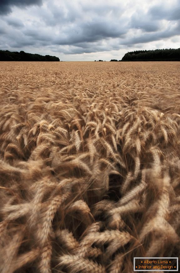 Tempo nuvoloso su un campo di grano