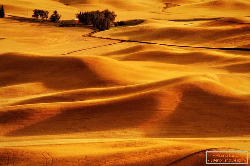 Campo di grano dorato