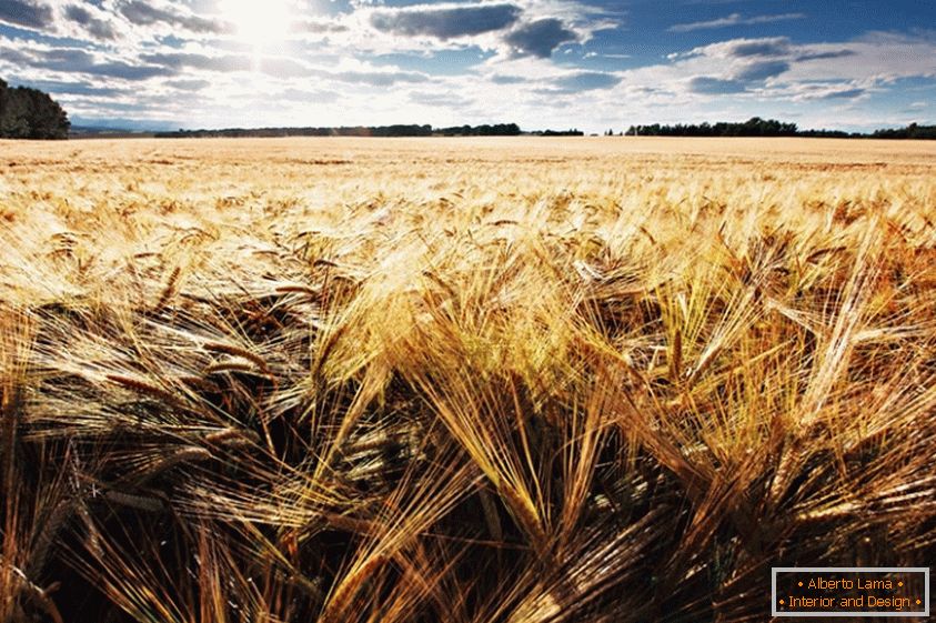 Campo di grano, fotografo Jonathan Coe