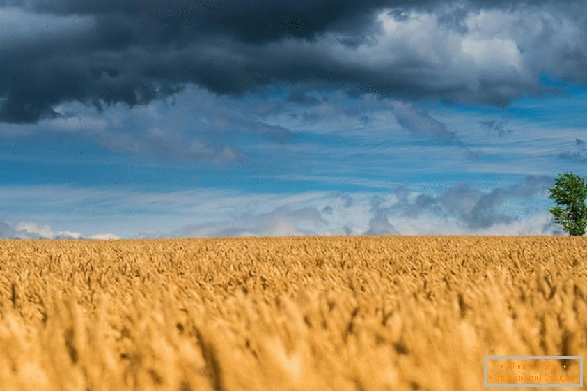Deliziose foto di campi di grano