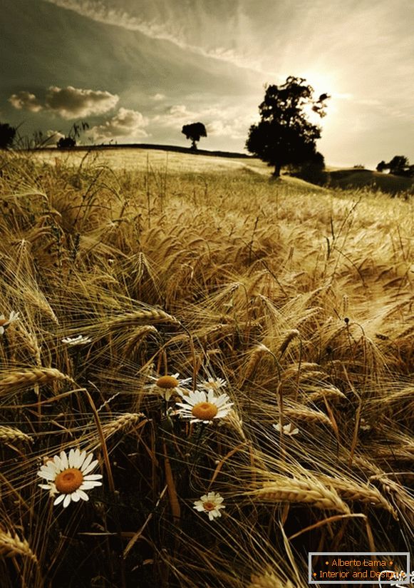 Margherite in un campo di grano