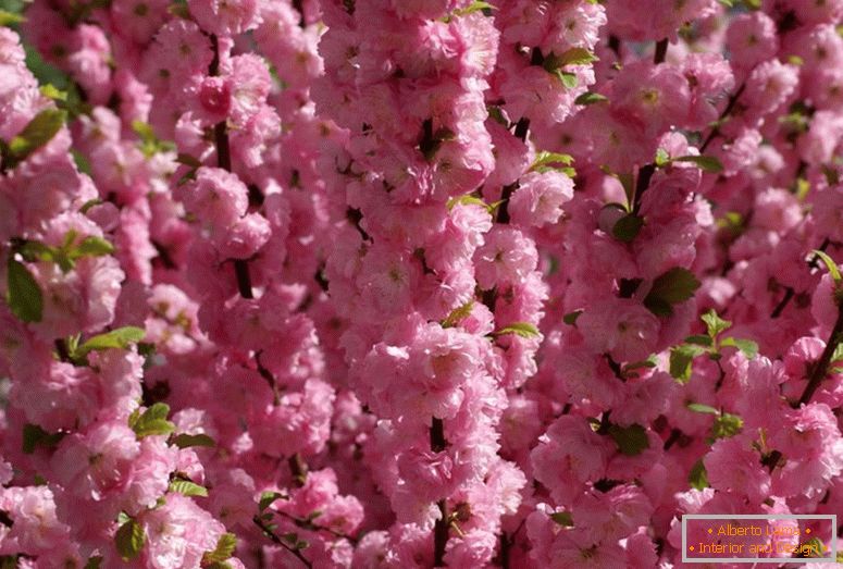 Le mandorle ad arbusto si riferiscono alla splendida fioritura. Schiuma rosa a tre lobi a mandorla.