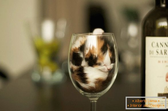 Un gattino in un bicchiere di vino