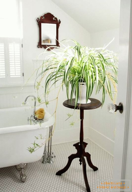 Decorazione del bagno con piante da interno