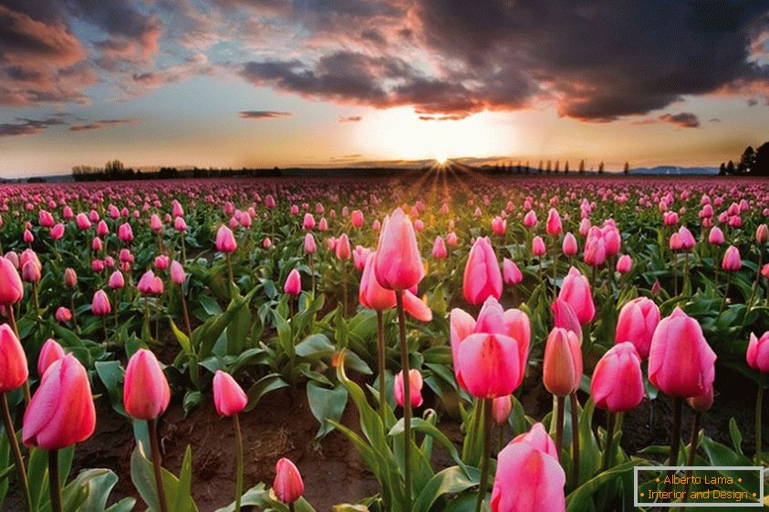 Campi di fiori di primavera in Olanda