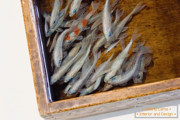 Immagini insolite di pesci dall'artista Riusuke Fakeori